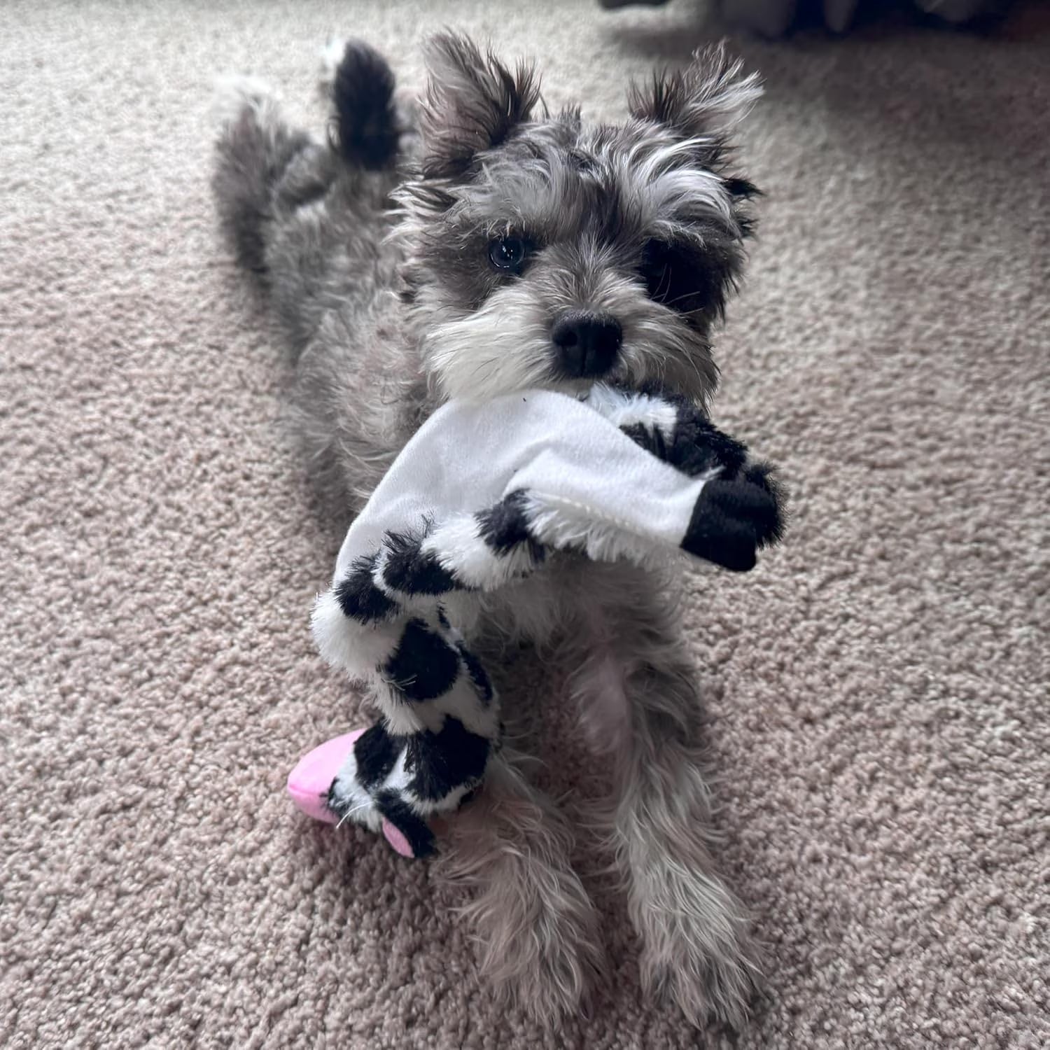 Skinneeez Crinkle Dog Toy, Stuffing-Free Cow Toy with Squeaker for Small Dogs and Puppies,For Moderate Chewers 14 Inch