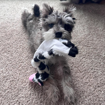 Skinneeez Crinkle Dog Toy, Stuffing-Free Cow Toy with Squeaker for Small Dogs and Puppies,For Moderate Chewers 14 Inch