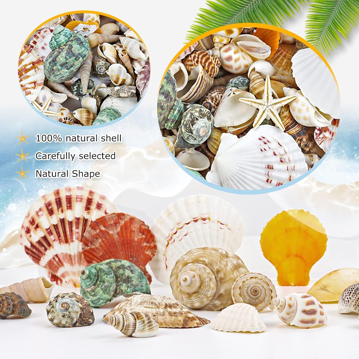 200+Pcs Sea Shells Bulk Mixed Ocean Beach Seashells, Various Sizes Natural Seashells Starfish for Fish Tank, Home Decorations, Beach Theme Party, Candle Making, Wedding Decor, DIY Crafts