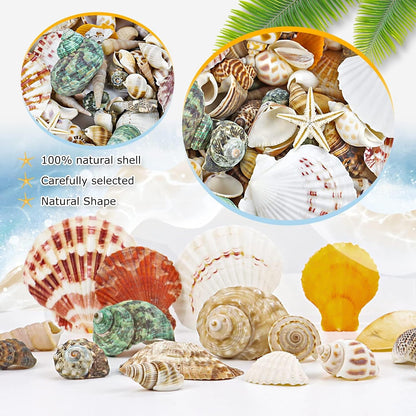 200+Pcs Sea Shells Bulk Mixed Ocean Beach Seashells, Various Sizes Natural Seashells Starfish for Fish Tank, Home Decorations, Beach Theme Party, Candle Making, Wedding Decor, DIY Crafts