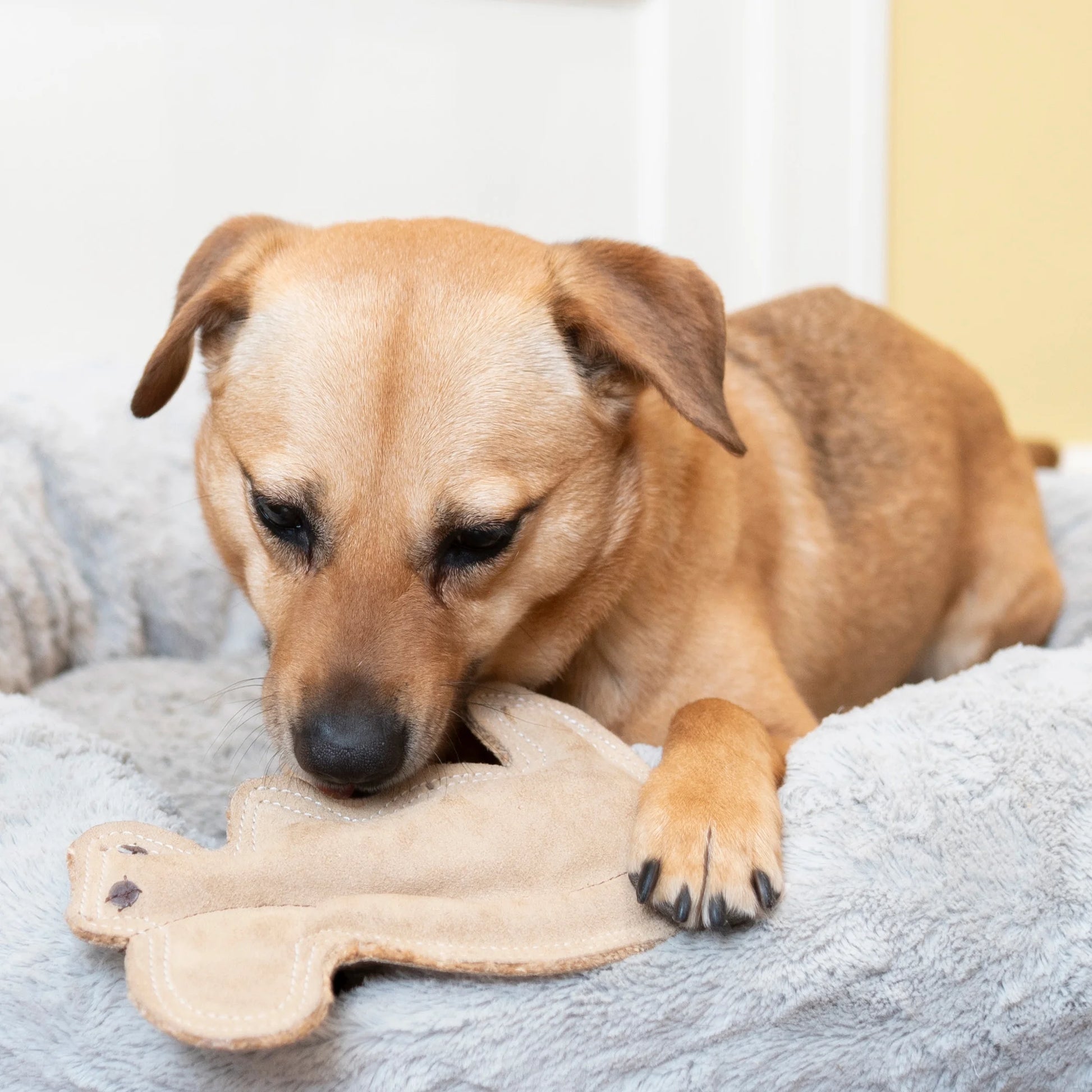 Dura-Fused Squirrel Dog Toy, Real Leather & Jute Fabric Toy for Moderate Chewers, Small & Medium Dogs, 8In