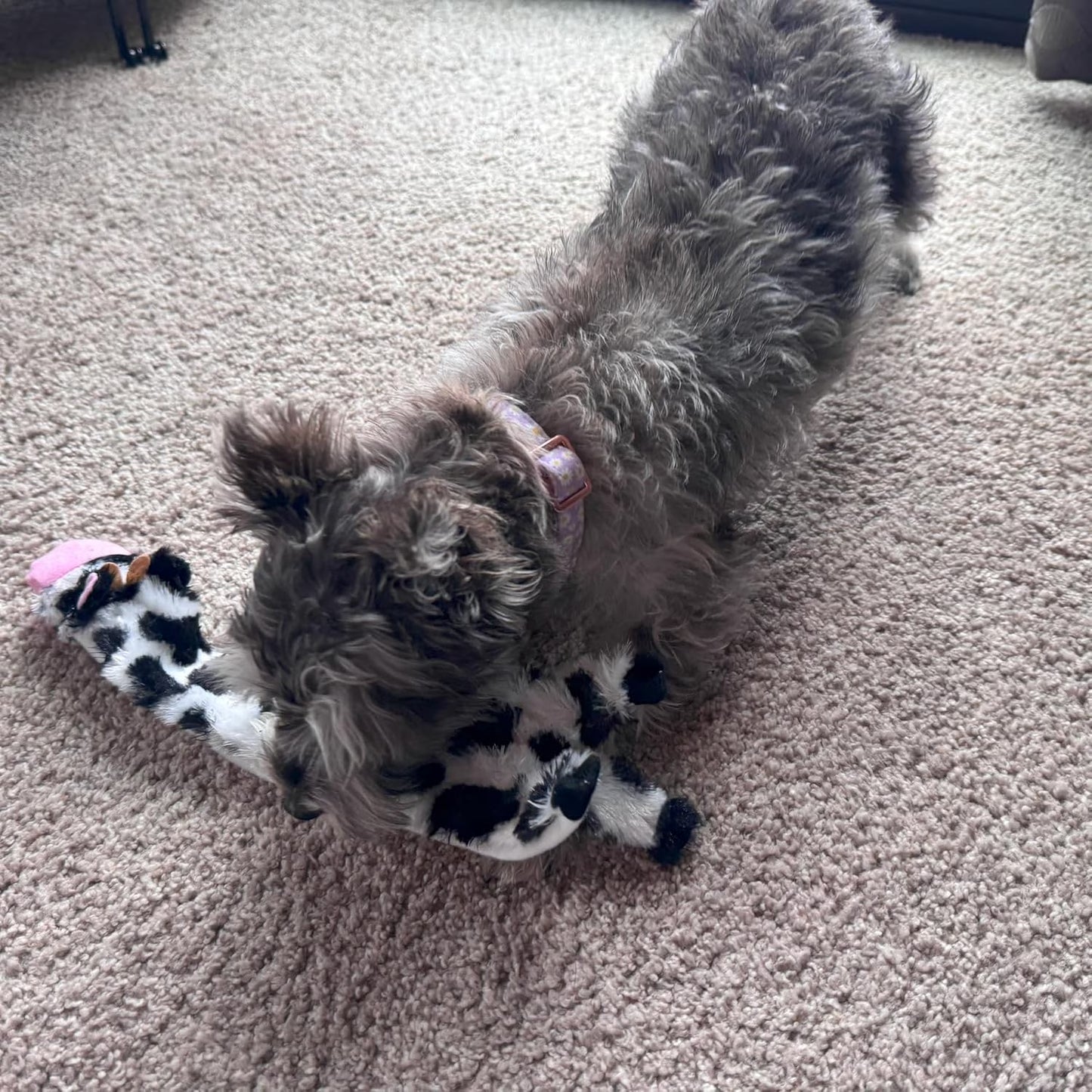 Skinneeez Crinkle Dog Toy, Stuffing-Free Cow Toy with Squeaker for Small Dogs and Puppies,For Moderate Chewers 14 Inch