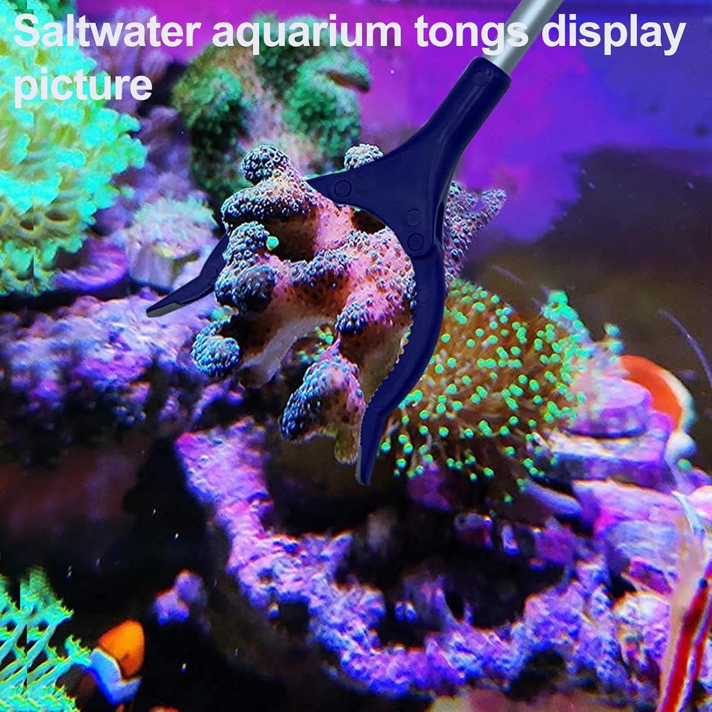31.5Inch Long Corals Grabber,Reefs Feeders,Aquarium Veggie Feedting Tool,Aquarium Food Clip Feeding(Long Reef Grabber and Coral Feeder Kits(Anti-Rust)