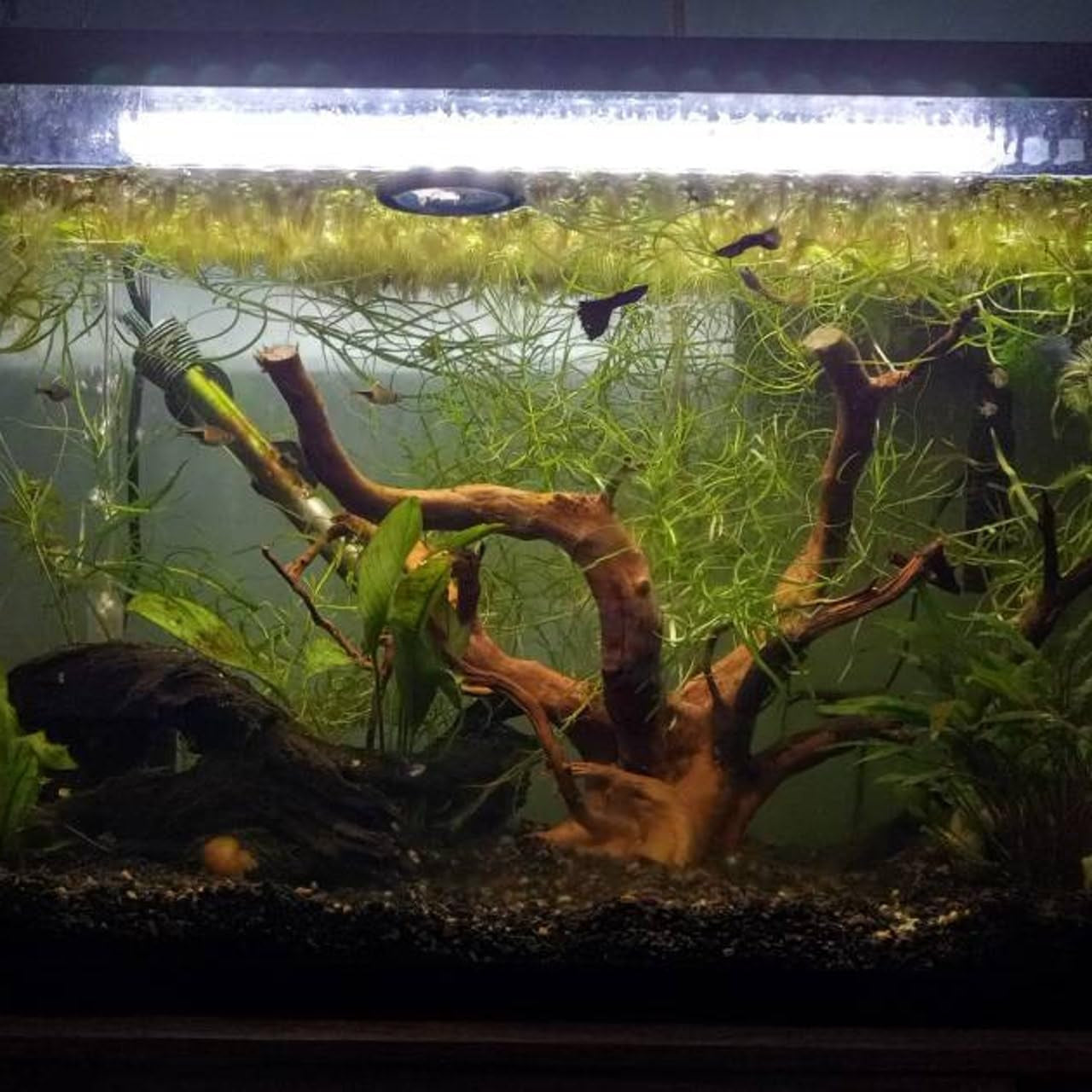 Natural Large Spider Wood Driftwood for Aquarium, Terrarium, Vivarium, and Reptile, Aquarium Décor, Reptile Tank, Aquarium Décor Wood Aquascaping Wood for Reptile Enclosure (9-14Inch)