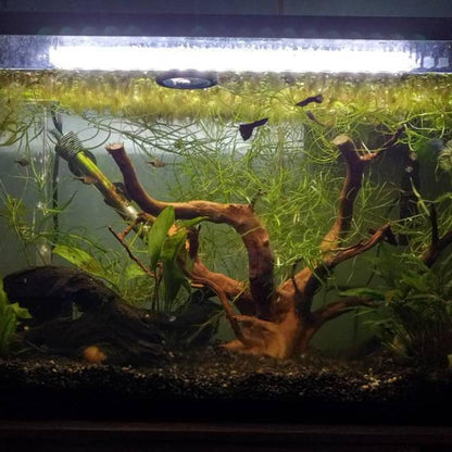 Natural Large Spider Wood Driftwood for Aquarium, Terrarium, Vivarium, and Reptile, Aquarium Décor, Reptile Tank, Aquarium Décor Wood Aquascaping Wood for Reptile Enclosure (9-14Inch)