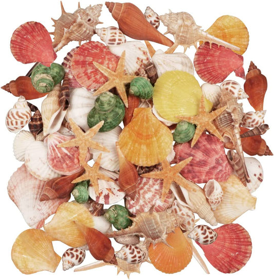 Seashells 13 Kinds of Shells 100 PCS Mixed Ocean Beach Colorful Seashells with Starfish Perfect for Home Decoration, Art Craft, Fish Tank and Vase Filler