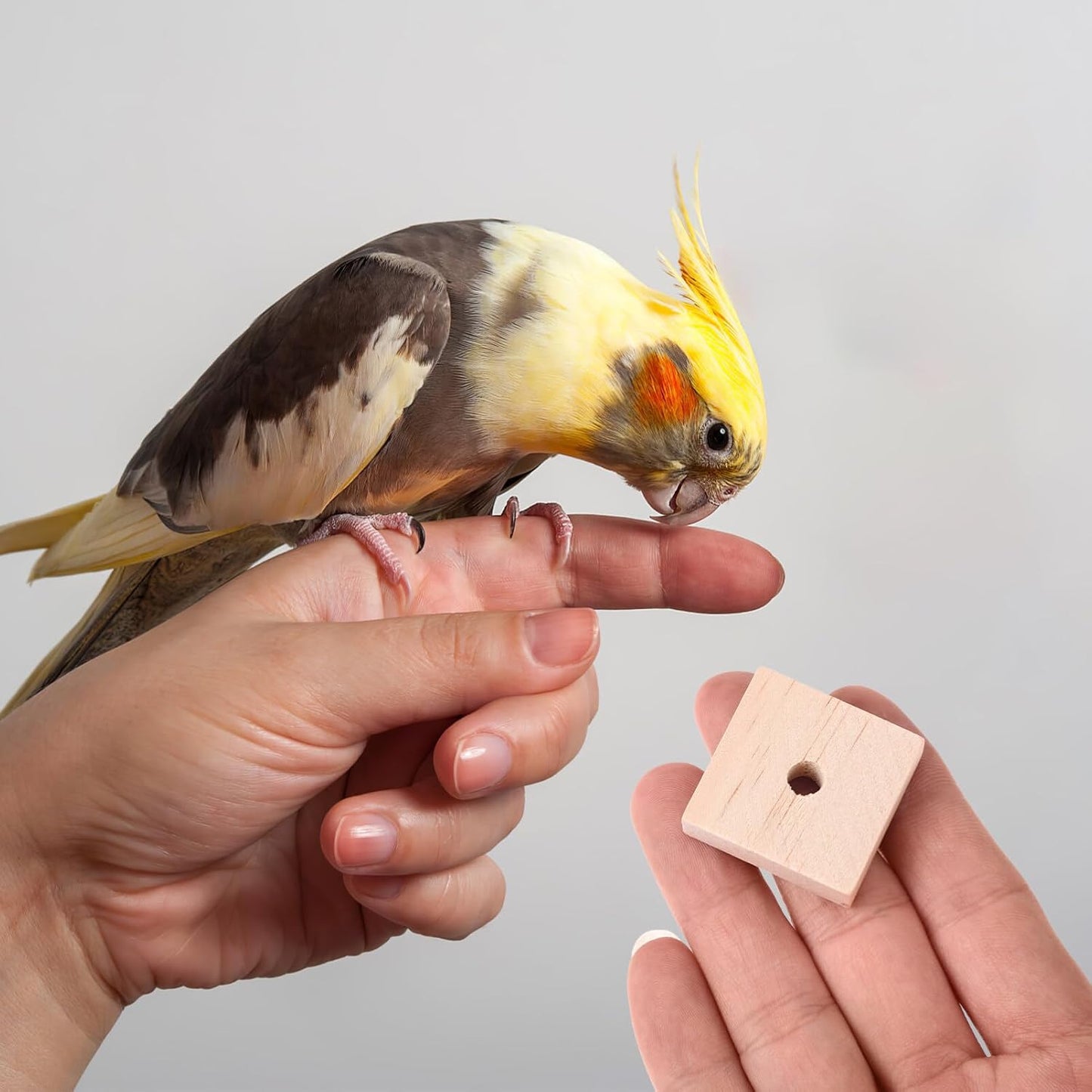 Parrot Toys: 100PCS Wooden Chewing Blocks, Thick Natural Wood for Bird Chew Training, DIY Cage Toys for Parakeet Budgie Conure Macaw Cockatoo