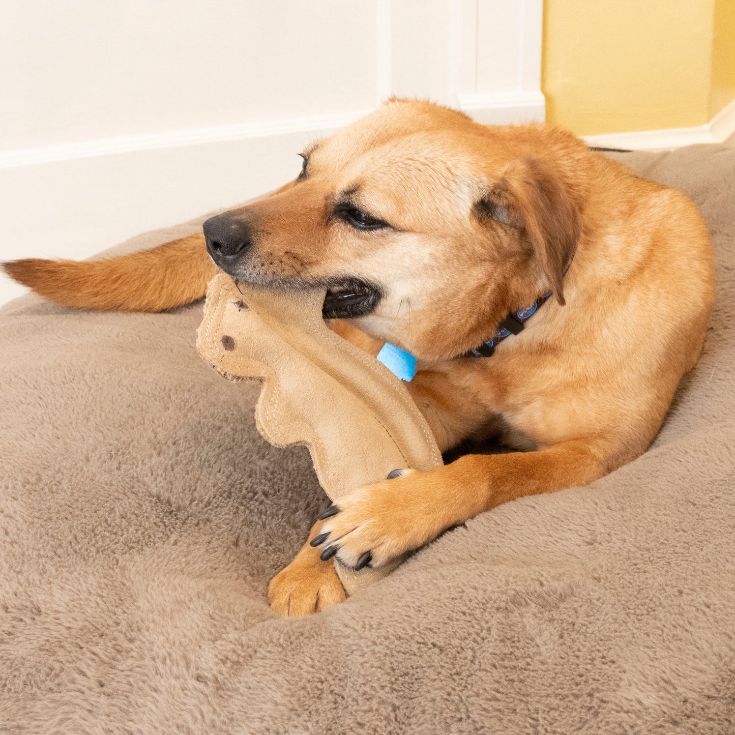 Dura-Fused Squirrel Dog Toy, Real Leather & Jute Fabric Toy for Moderate Chewers, Small & Medium Dogs, 8In