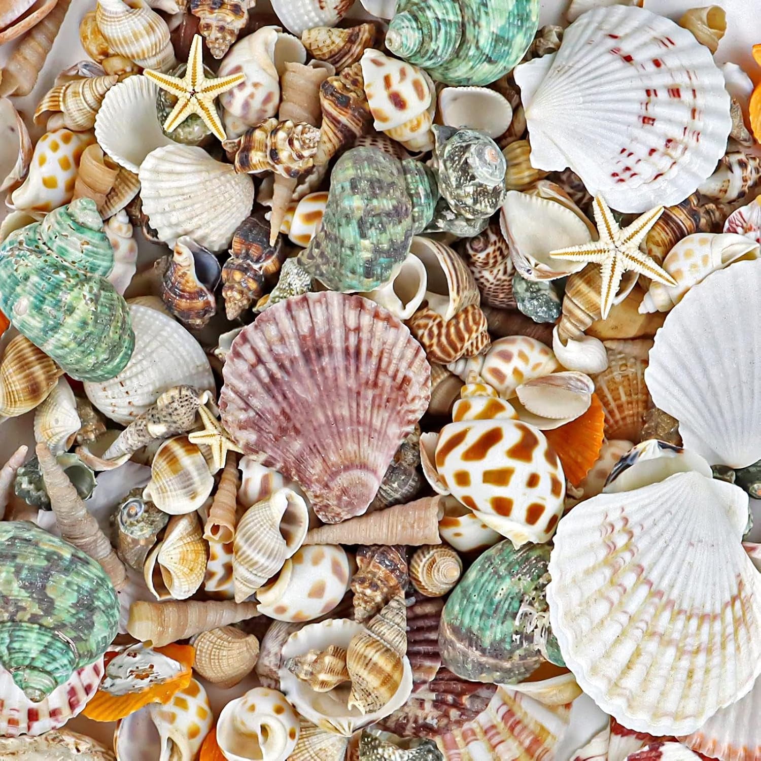 200+Pcs Sea Shells Bulk Mixed Ocean Beach Seashells, Various Sizes Natural Seashells Starfish for Fish Tank, Home Decorations, Beach Theme Party, Candle Making, Wedding Decor, DIY Crafts