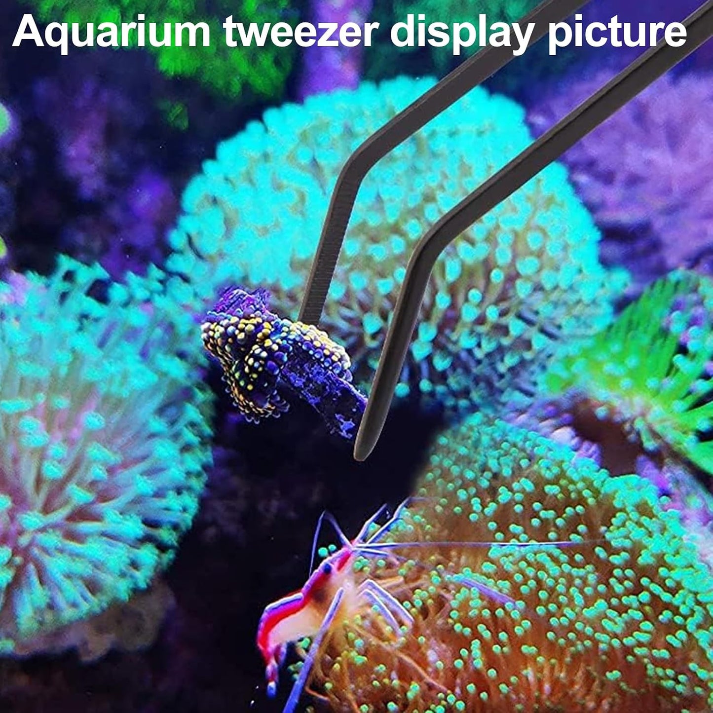 31.5Inch Long Corals Grabber,Reefs Feeders,Aquarium Veggie Feedting Tool,Aquarium Food Clip Feeding(Long Reef Grabber and Coral Feeder Kits(Anti-Rust)