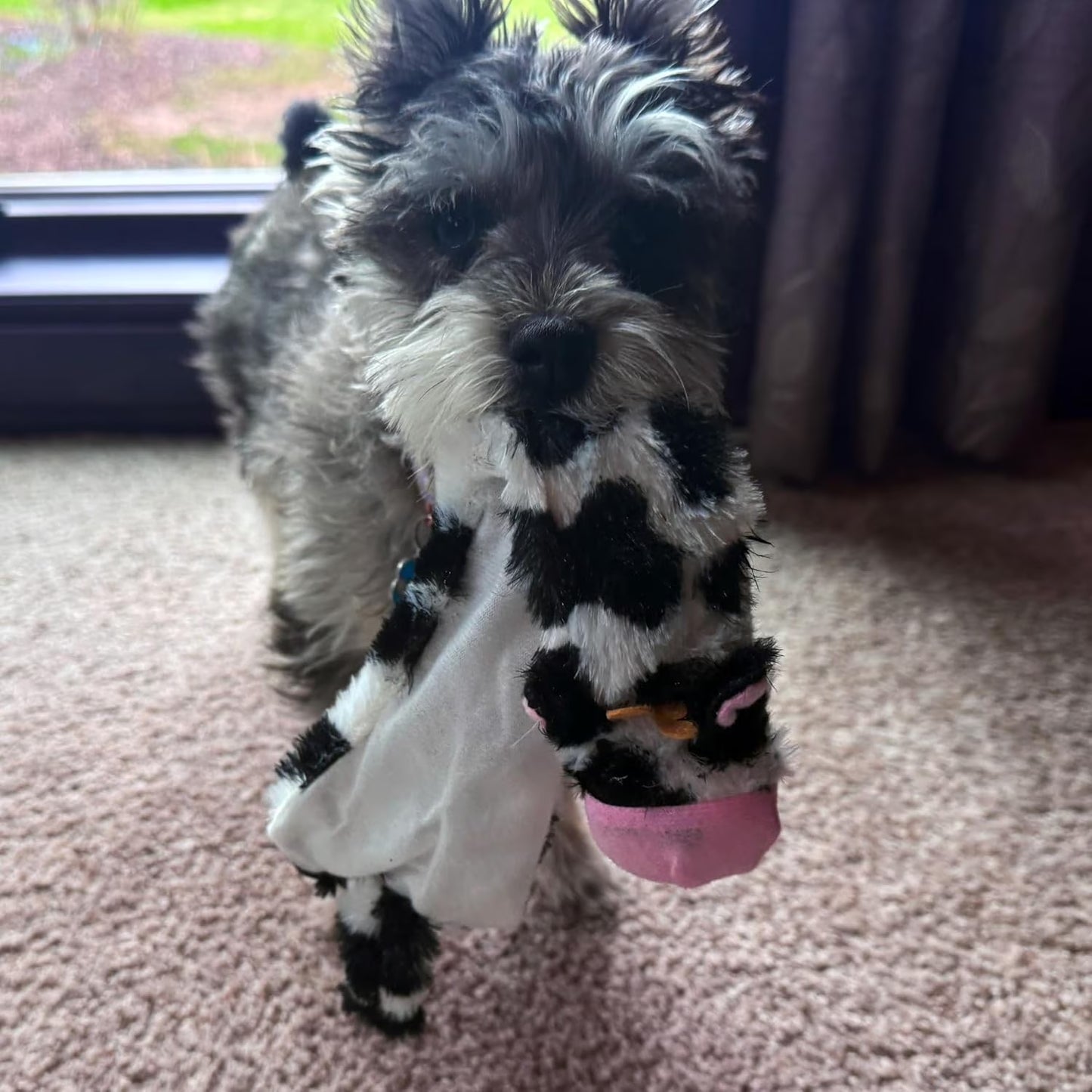 Skinneeez Crinkle Dog Toy, Stuffing-Free Cow Toy with Squeaker for Small Dogs and Puppies,For Moderate Chewers 14 Inch