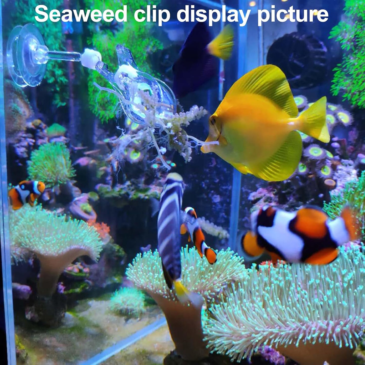 31.5Inch Long Corals Grabber,Reefs Feeders,Aquarium Veggie Feedting Tool,Aquarium Food Clip Feeding(Long Reef Grabber and Coral Feeder Kits(Anti-Rust)