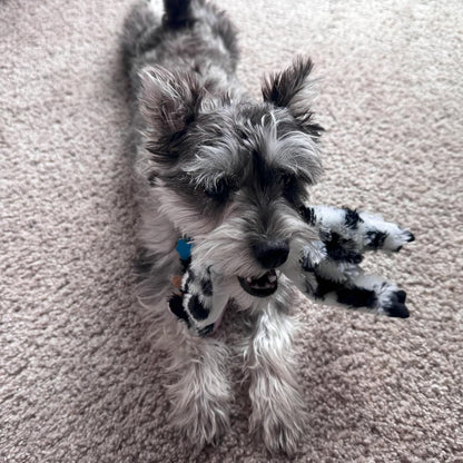 Skinneeez Crinkle Dog Toy, Stuffing-Free Cow Toy with Squeaker for Small Dogs and Puppies,For Moderate Chewers 14 Inch