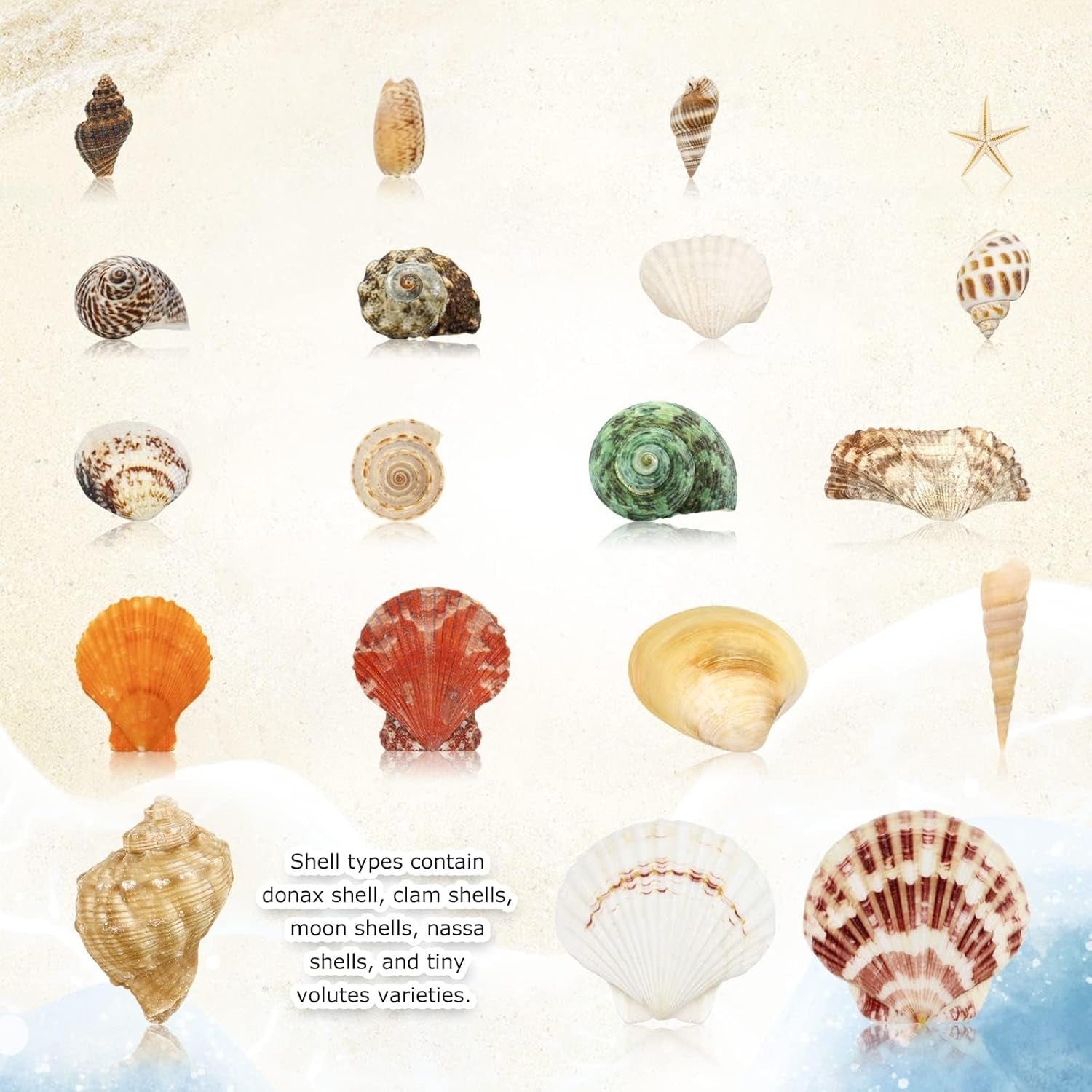 200+Pcs Sea Shells Bulk Mixed Ocean Beach Seashells, Various Sizes Natural Seashells Starfish for Fish Tank, Home Decorations, Beach Theme Party, Candle Making, Wedding Decor, DIY Crafts