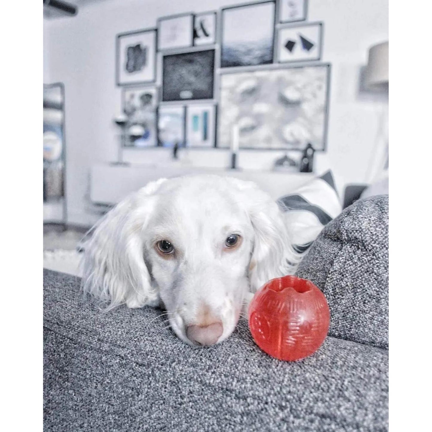Play Strong Dog Ball Toys, TPR Treat-Hiding Durable Dog Ball for Aggressive Chewers, Small Dogs & Puppies, 2.5 Inch