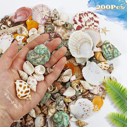 200+Pcs Sea Shells Bulk Mixed Ocean Beach Seashells, Various Sizes Natural Seashells Starfish for Fish Tank, Home Decorations, Beach Theme Party, Candle Making, Wedding Decor, DIY Crafts